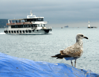 sea travel